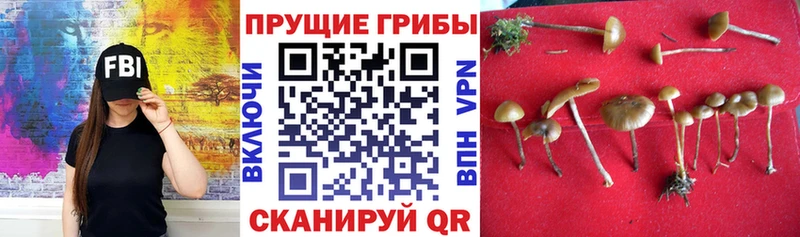 Галлюциногенные грибы Psilocybe  продажа наркотиков  Печоры 